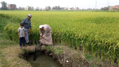 الزراعة: زرعنا 350 ألف فدان في الدلتا الجديدة وإضافة 150 ألفًا قريبًا