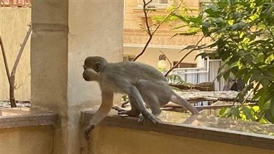 حقيقة انتشار قرود في حدائق الأهرام | صور