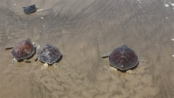  سلاحف بحرية مهددة