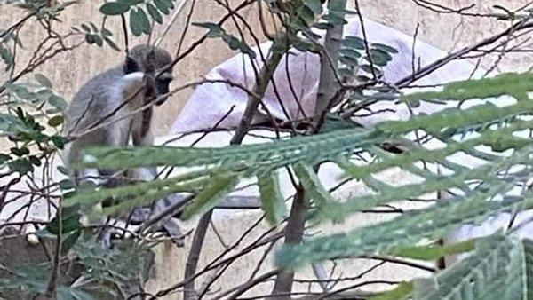 القرود الهاربة بحدائق