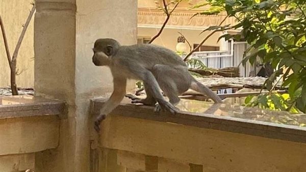 هروب قرود بحديقة