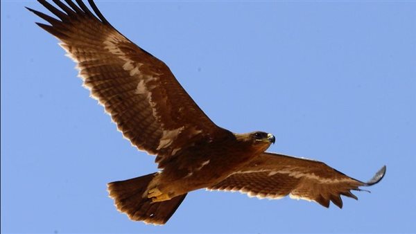 بدء موسم هجرة الطيور