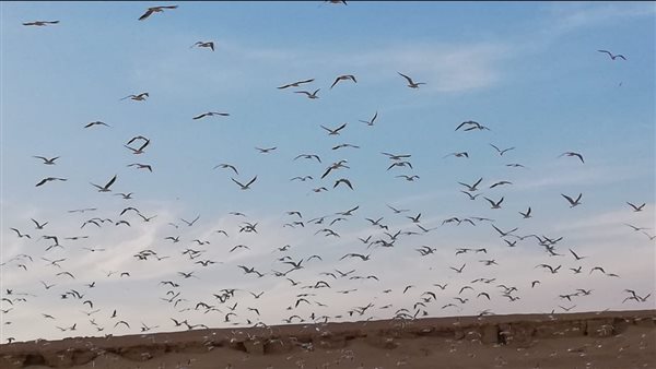 أسراب الطيور المهاجرة