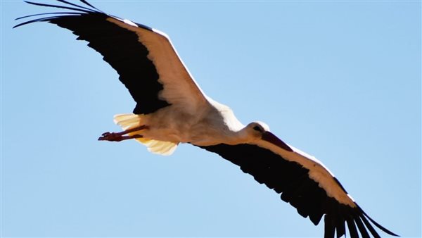 الطيور المهاجرة