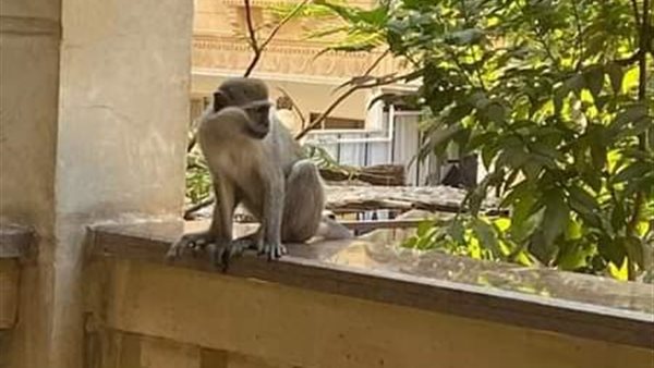 قردة حدائق الأهرام