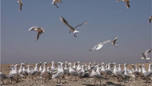 الطيور المهاجرة