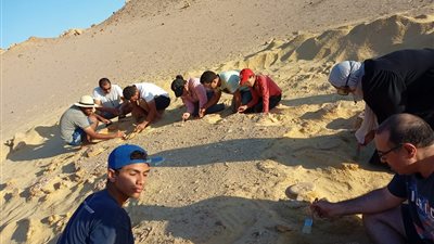 اكتشاف حوت برمائي عاش في مصر قبل 43 مليون عام