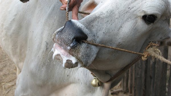 الحمى القلاعية 