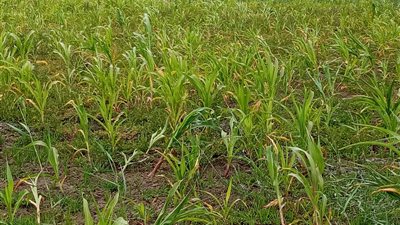 تعرف على أبرز جهود معهد بحوث أمراض النباتات الشهر الماضي