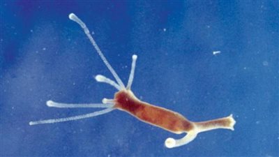 تصل إلى 512 عامًا.. تعرف على الكائنات البحرية الأطول عمرًا