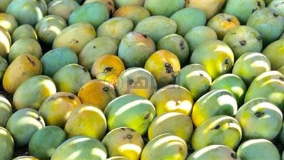  مهرجان المانجو لتنشيط السياحة لأول مرة في مصر