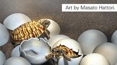 اكتشاف بيضة سلحفاة نادرة بحجة كرة التنس عمرها 90 مليون سنة | صور