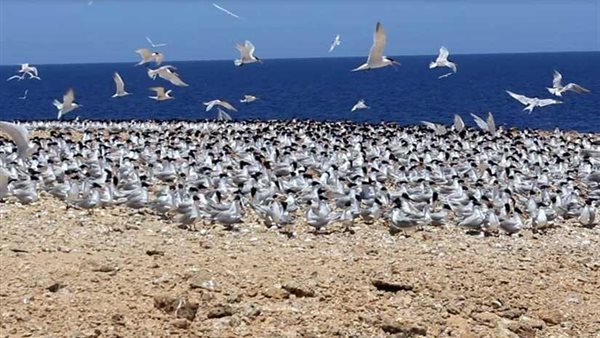 الطيور المهاجرة