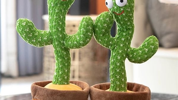 الصبارة الراقصة 