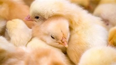 أسعار الكتاكيت البيضاء اليوم السبت 21-8-2021