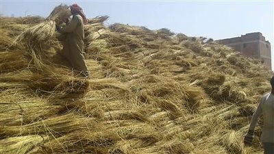  تعرف على أهمية الكتان في مصر القديمة