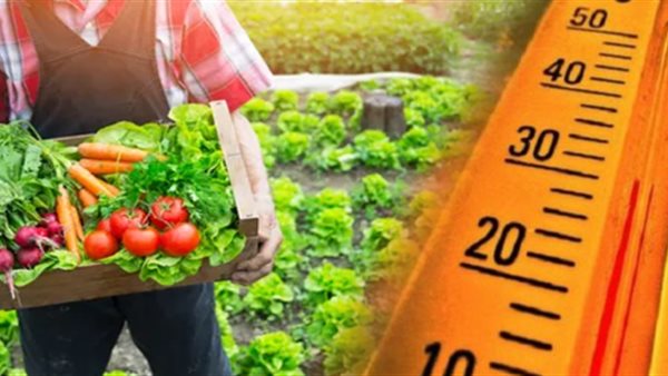 المحاصيل - صورة أرشيفية