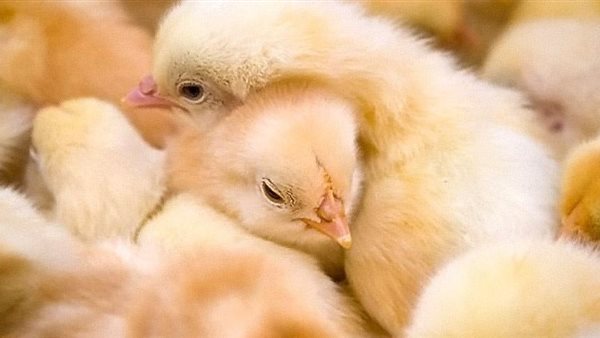 أسعار الكتاكيت