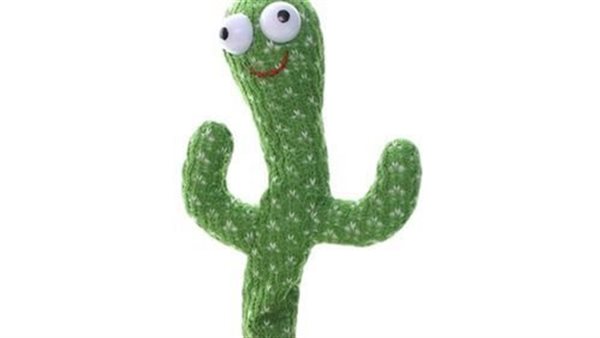 الصبارة الراقصة 