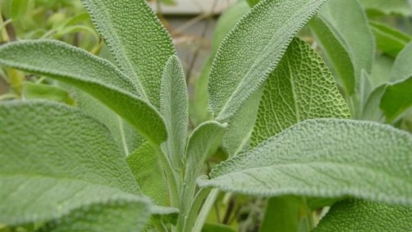 فوائد المرمية