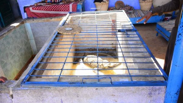 التمساح بغرب سهيل