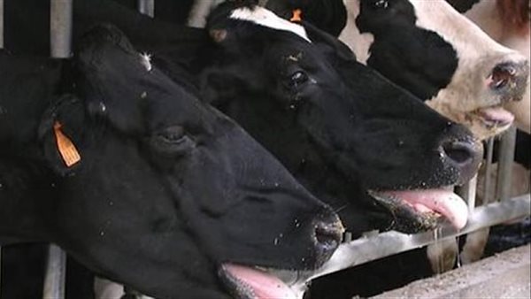 الإجهاد الحراري للمواشي