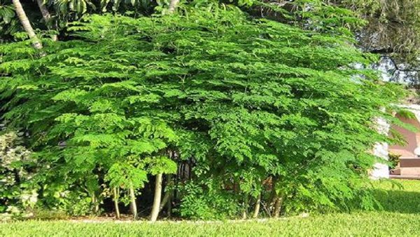 شجرة المورينجا