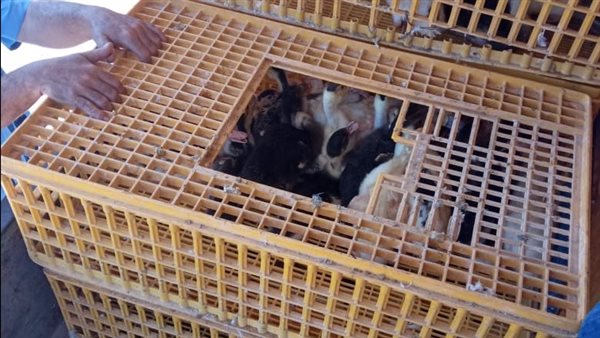 مشروع تربية البط