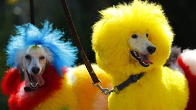 بدلًا من السباحة والركض.. أشخاص يمارسون هوايات تلوين الكلاب ورفع الدعاوى القضائية