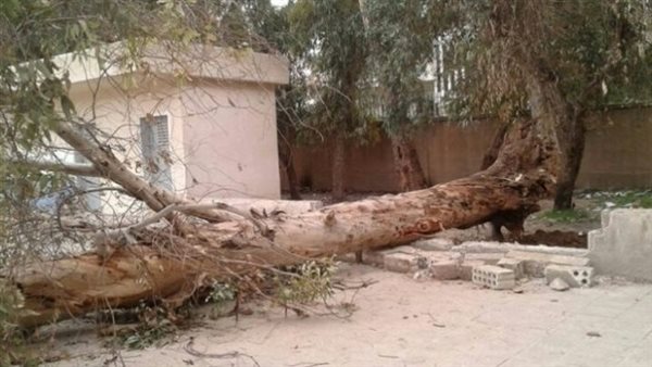 سقوط شجرة-صورة أرشيفية