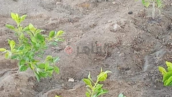 الاسماعيلية تتجمل