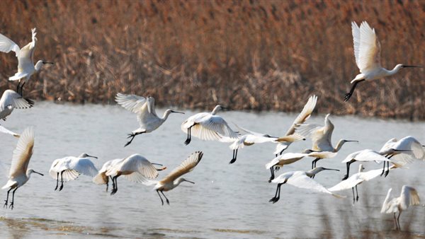 الطيور المهاجرة ـ