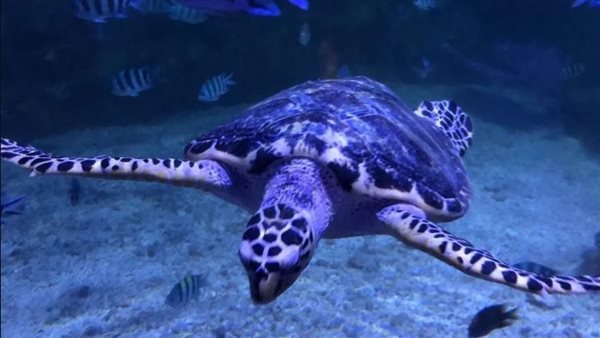 متحف الأحياء المائية