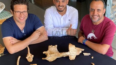 نوع جديد من الحيتان البرمائية.. القاهرة 24 يحاور قائد فريق البحث المصري الوحيد بالحفريات الفقارية