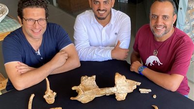 اكتشاف علمي جديد.. البيئة تزيح الستار عن أقدم حوت إفريقي بـ الفيوم