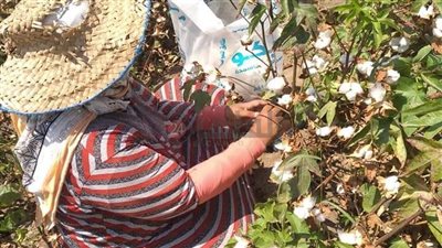 انطلاق موسم جني القطن بالقنطرة شرق في الإسماعيلية 