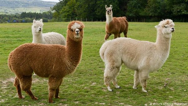 حيوانات لاما 