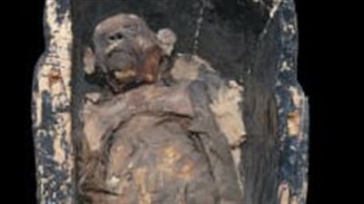 متحف التحنيط يعرض مومياء قرد في الناووس للمعبود تحوت