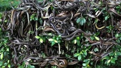 جُزر هجرها البشر فسكنتها الأفاعي والدُمى المشوهة