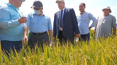 بعد تنظيم الزراعة له.. ما هي أبرز فعاليات اليوم الحقلي السنوي للذرة الشامية والأرز؟