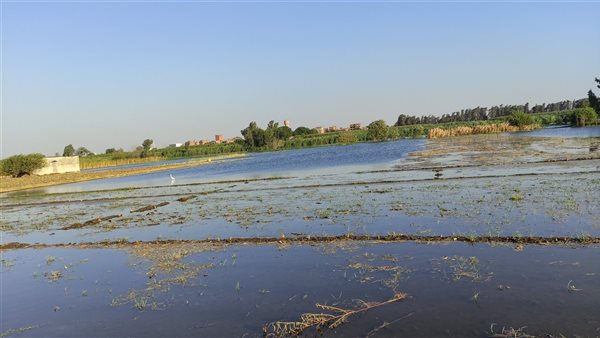 اراضي طرح النهر تغمرها