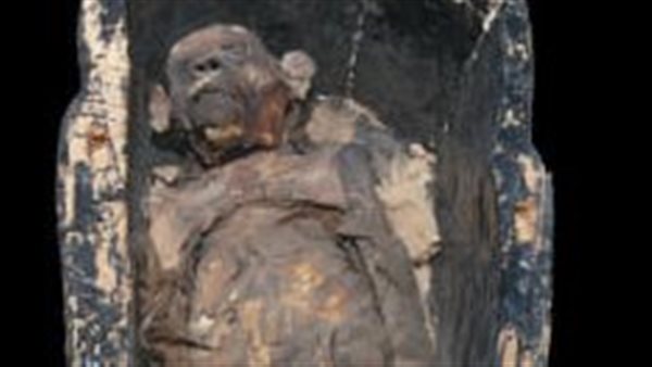 مومياء قرد في الناووس