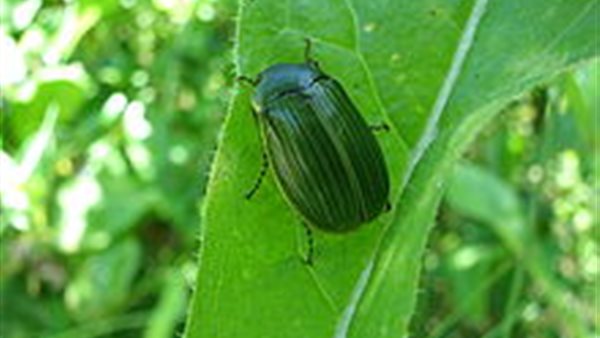 خنفساء ملاديرا