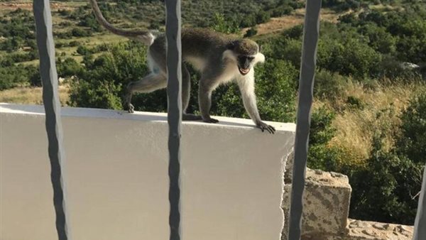 ظاهرة هروب القرود