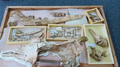 حصاد 10 سنوات.. تفاصيل اكتشاف جامعة المنصورة حوتًا برمائيًا عمره 43 مليون سنة│ فيديو