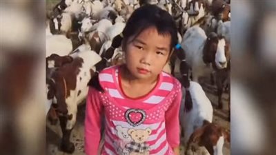 عمرها 7 أعوام.. أصغر راعية أغنام تجمع بين الدراسة وصداقة الماعز