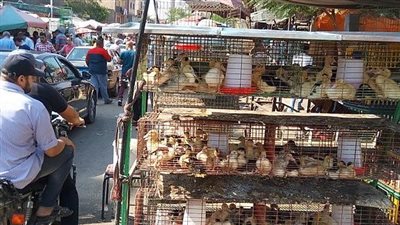 أقدم استراحة مفتوحة لبيع الحيوانات.. جولة داخل سوق السيدة عائشة