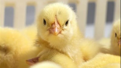 تعرف على سعر الكتاكيت البيضاء اليوم 23 سبتمبر 2021 