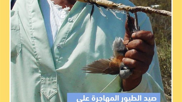 صيد الطيور المهاجرة