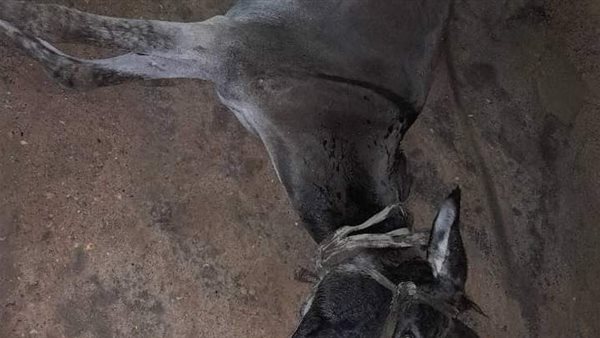 الحمار النافق بسبب